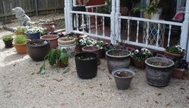 Live plants and planters