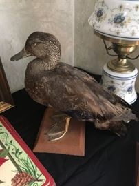 This is a fine example of the taxidermy available. There are several types of ducks and a pheasant as well.