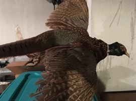 Speaking of the pheasant!