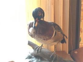 If it walks like a duck and . . . -- another fine piece of taxidermy.