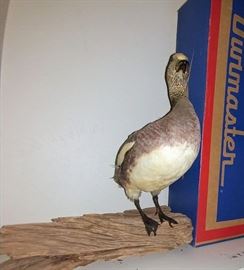 stuffed duck taxidermy