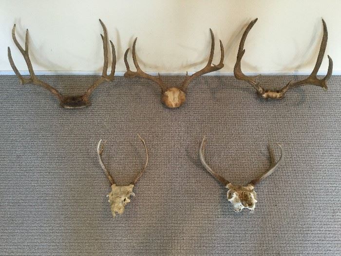 European / Skull Mount Deer Trophies