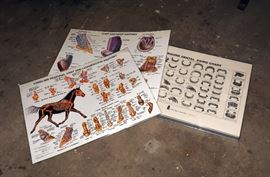 Harton's Equine Specialties Dental Aging Chart, Framed, Copyright 1953, 18.5" x 24.5", Foot / Hoof Anatomy Chart & Forelimb Joint And Ligament Chart