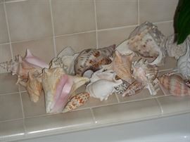 Sea shells
