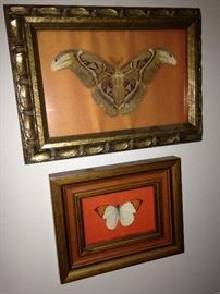 Framed butterflies/moths