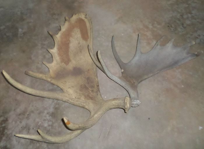 more antlers