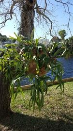 A healthy staghorn plant needs a new home.