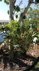 Another healthy staghorn plant that also needs a new home.
