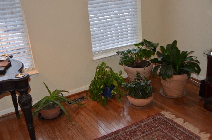 House plants for sale too