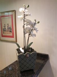 Orchid Plant