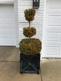 Topiary in planter
