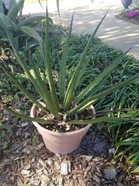 potted plants and garden decor