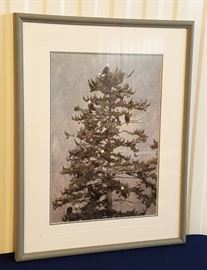 1988 photograph of eagles in a tree, entitled "November Snows", taken in Glacier National Park by well known Jackson Hole photographer Thomas Magelson. This photograph is out of print and unavailable through the Magelson Studio, 19" x 13" in a 27" x 21" frame