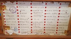 Vintage specimen box