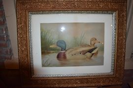 Beautifully Framed Gorgeous Duck Print
