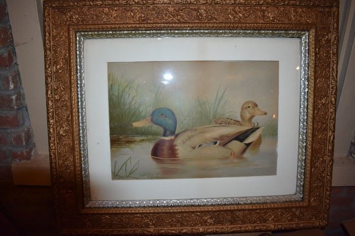 Beautifully Framed Gorgeous Duck Print