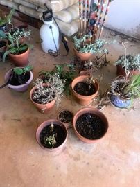 palnts will be sold in a lot