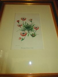 framed French botanical circa 1800