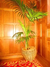 Live Palm in Basket Planter