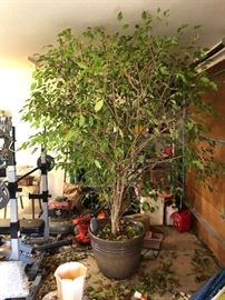 LIVE FICUS TREE  (HUGE)