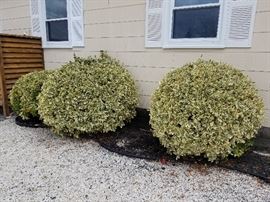 Mature landscaping