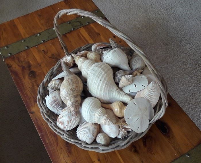 Basket of LARGE shells..