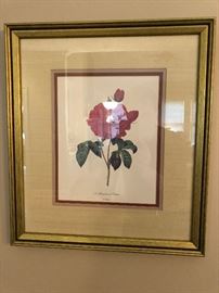 Botanical Print of Camellia 