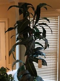 Faux Banana Plant in Chinese Fishbowl