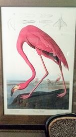 Audubon "AMERICAN FLAMINGO" Old Male.  Drawn from Nature by J. J. Audubon. Engraved. Printed and colored by Harvell. 1838