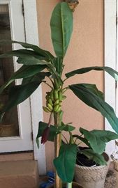 Banana Plant Artifical