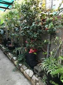 Large potted plants