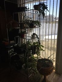 Live plants!
