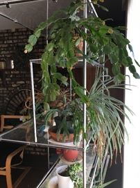 plants