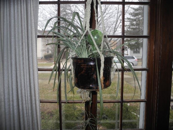 Spider plant
