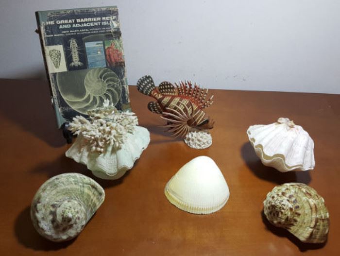 FKT042 Rare Sea Shell Book, Giant Clam, Green Marmoratus & More
