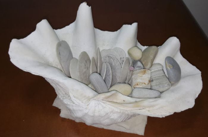 FKT069 Real Sea Shells - Giant Clam, Sand Dollars, Sandstones
