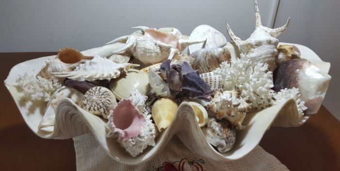 FKT071 Giant Half Clam Shell, Coral, Cowry, Cones & More

