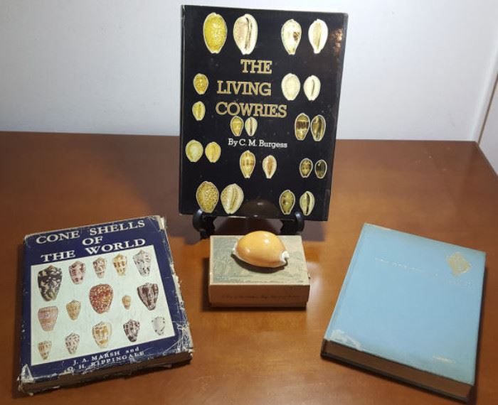 FKT072 Rare Golden Cowry, OOP Shell Reference Books
