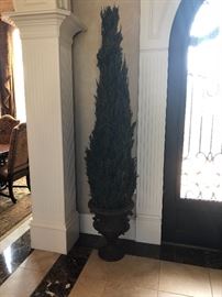 Pair of real evergreen potted trees