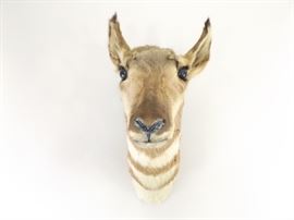 Vintage Taxidermy Pronghorn&nbsp;
