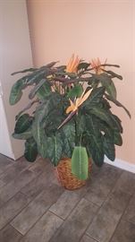 Large Silk Plant 2 available