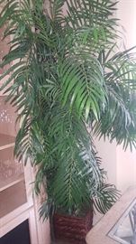 Tall Silk Palm Tree