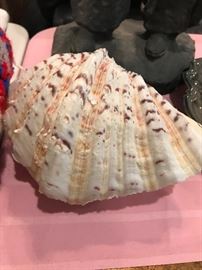 Large Clam Shell