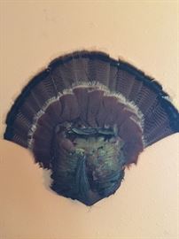 Mounted turkey tail and waddle