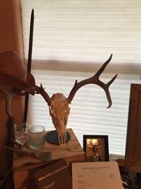 Mounted deer skull on STAN. There are two of these.