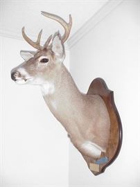 Mounted deer head , Jackson County