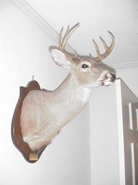 Mounted deer head, Jackson Co. 
