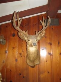 Mule Deer Trophy Mount