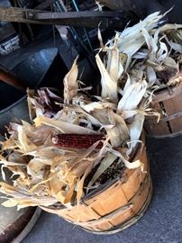 Bushels of Mini Indian Corn...