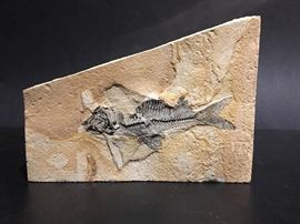 Fish Fossil, overall length is 5 & 7/8 ins 